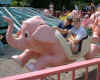 spam and mrs spam ride the elephant.jpg (72270 bytes)